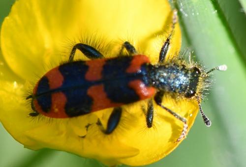 Réf. 256 133 : Trichodes alvearius